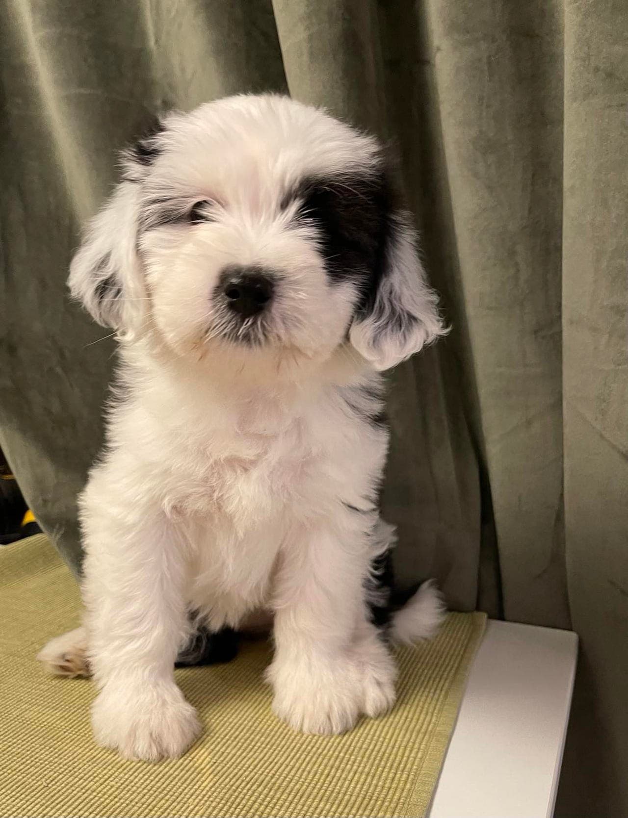 Tibetansk terrier valper