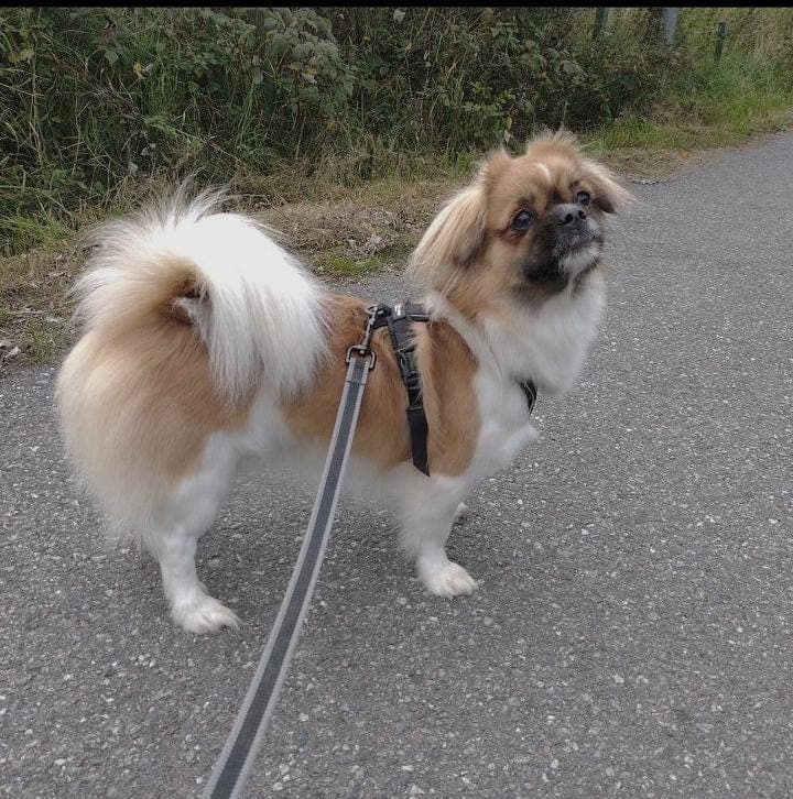 Tibetansk spaniel tispe