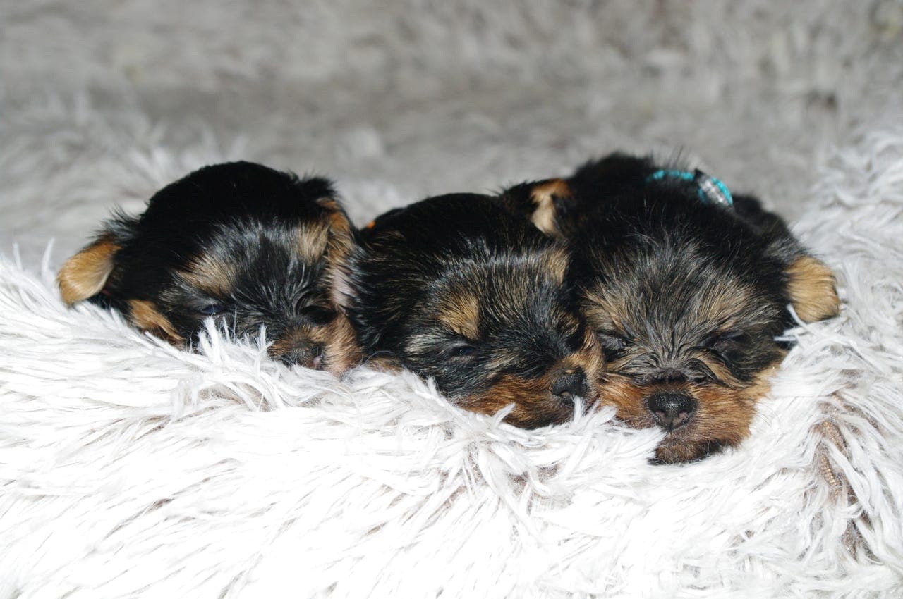 Renraset Yorkshire Terrier valper selges