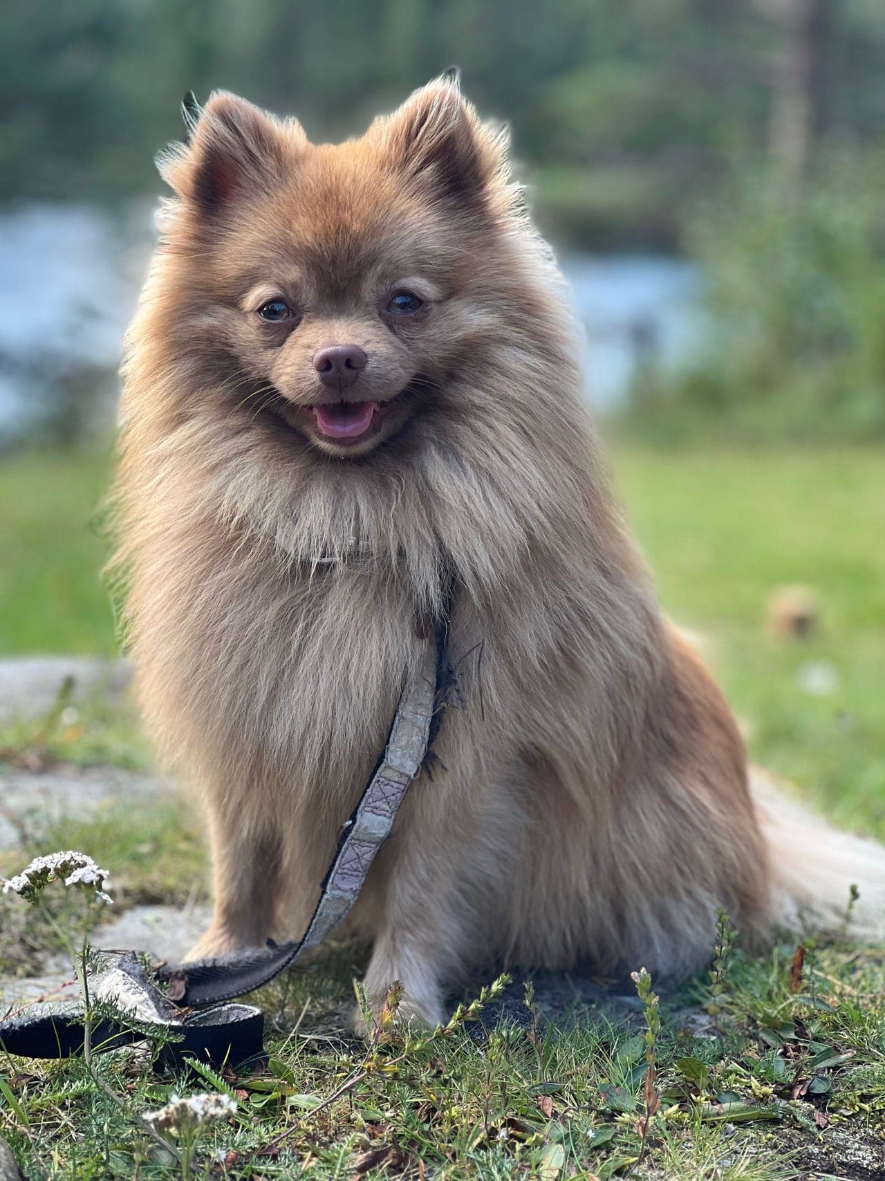 Kleinspitz søker Forvert .