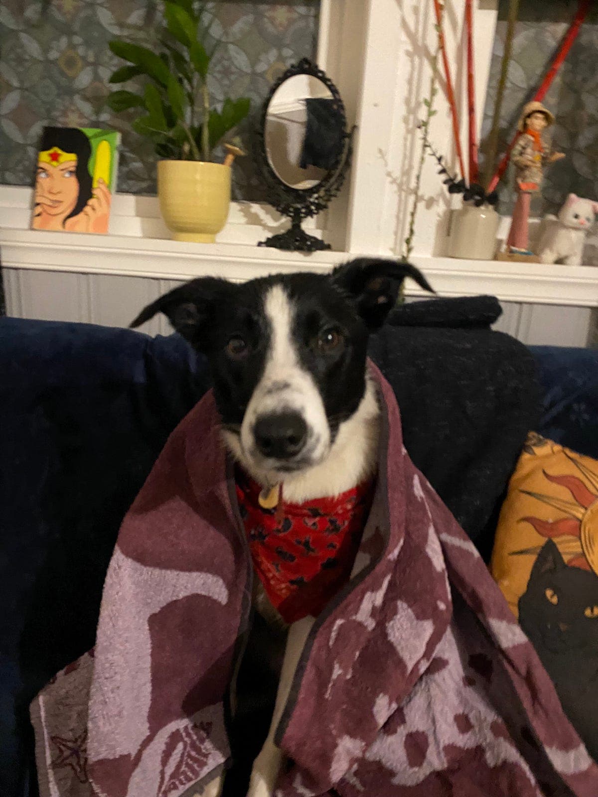 Border Collie leter etter et tålmodig og snillt hjem