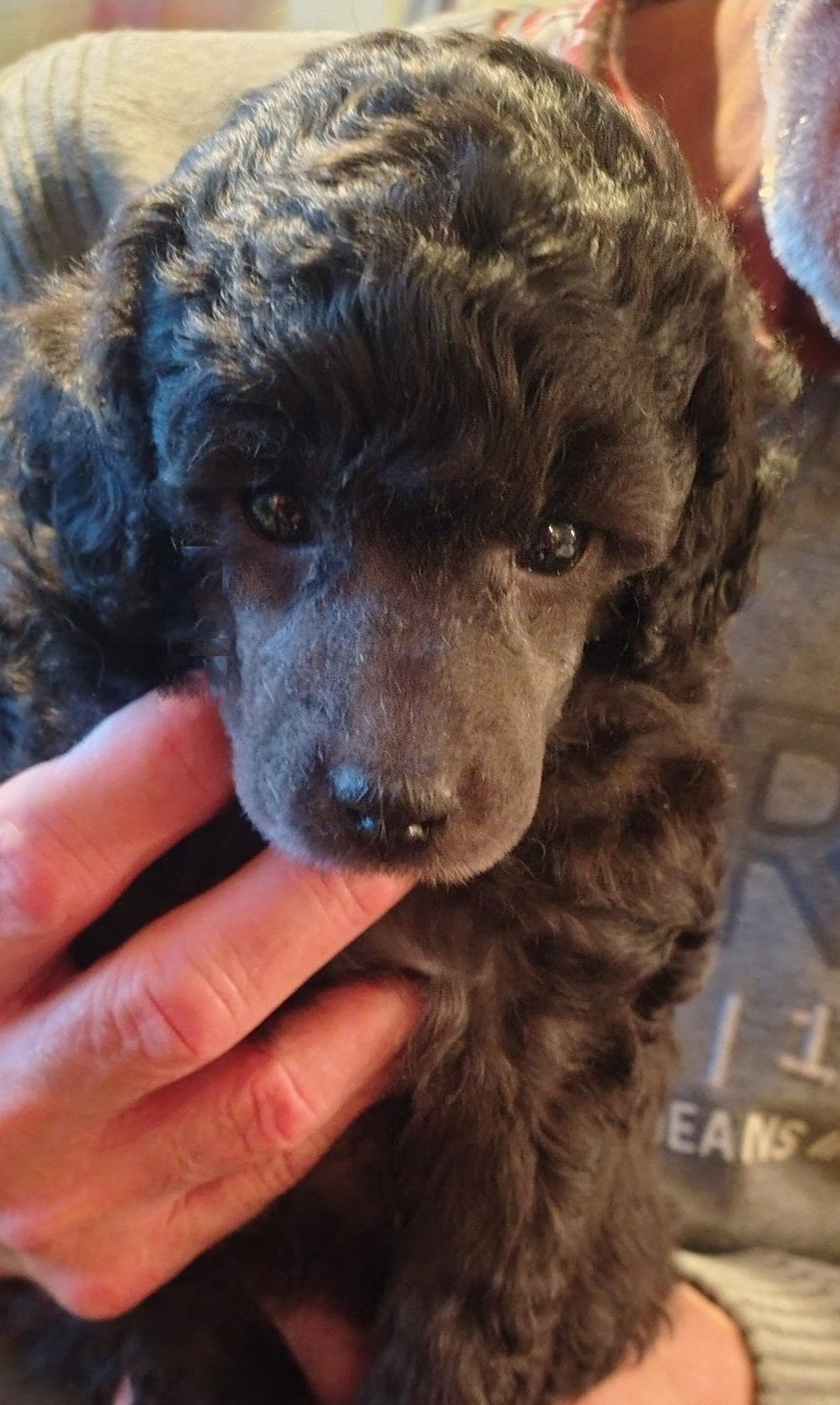 Vakre grå dvergpuddelvalper