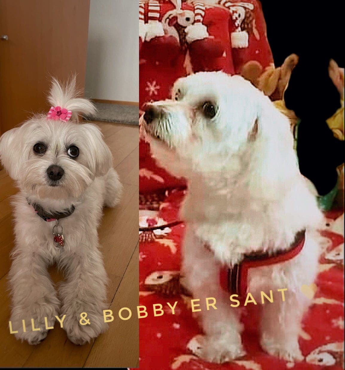 To maltesere - hanner, søker nytt hjem til jul