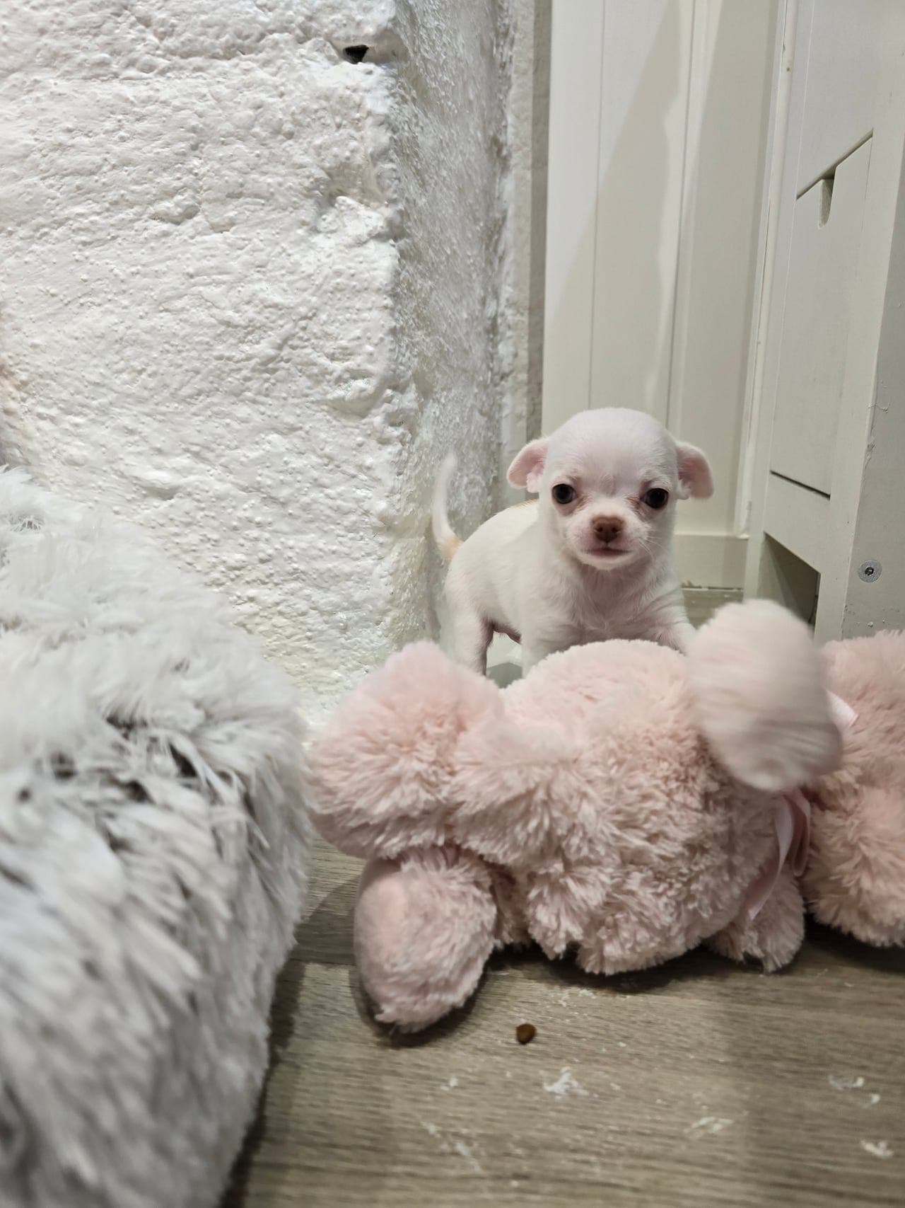 chihuahua lille gut xs