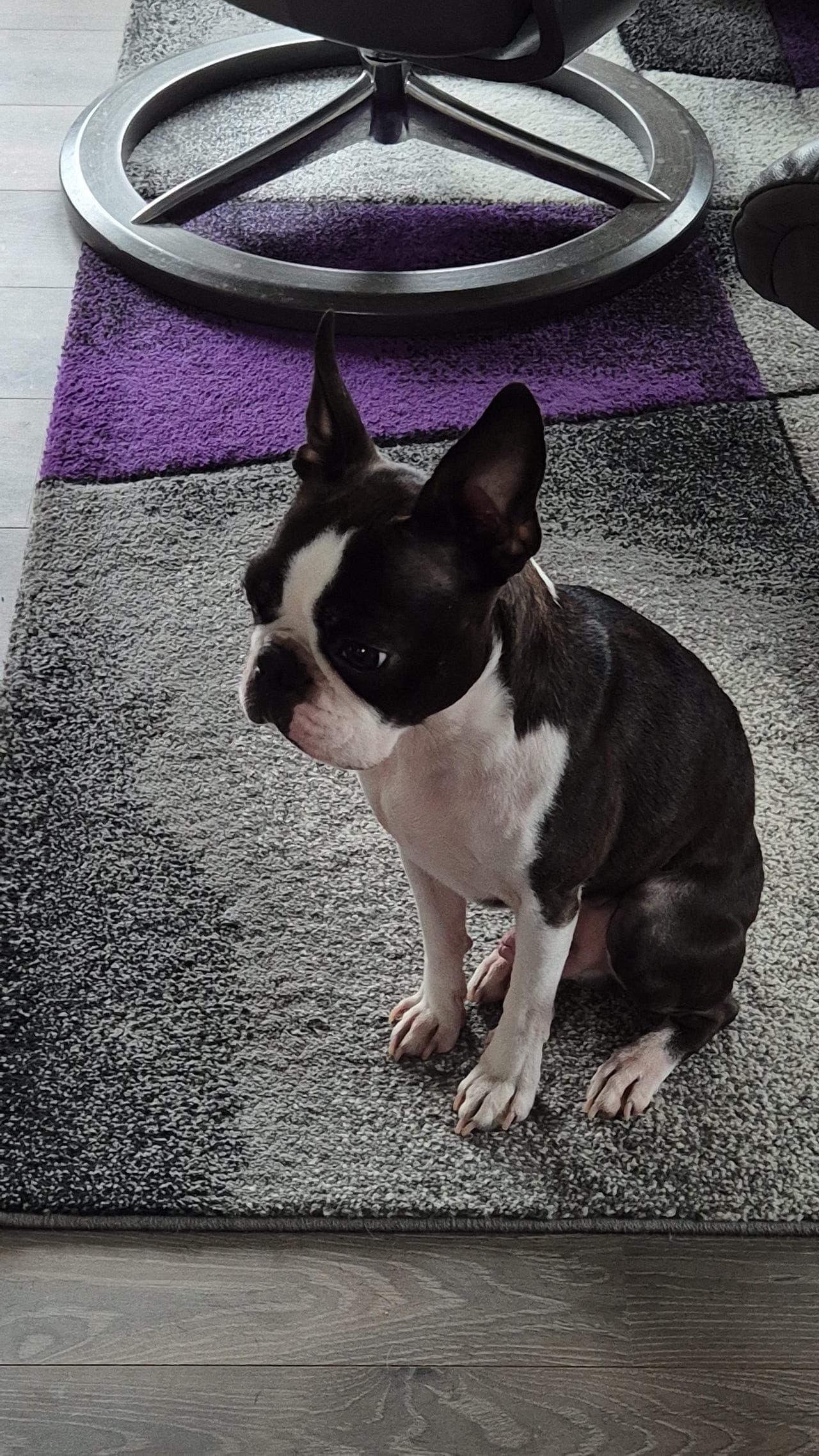 BOSTONTERRIER