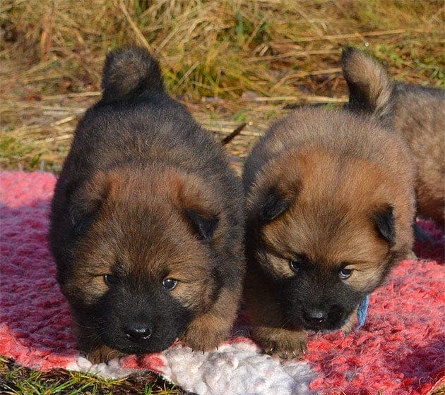 Eurasier - valper fra Kennel Fjellflokken