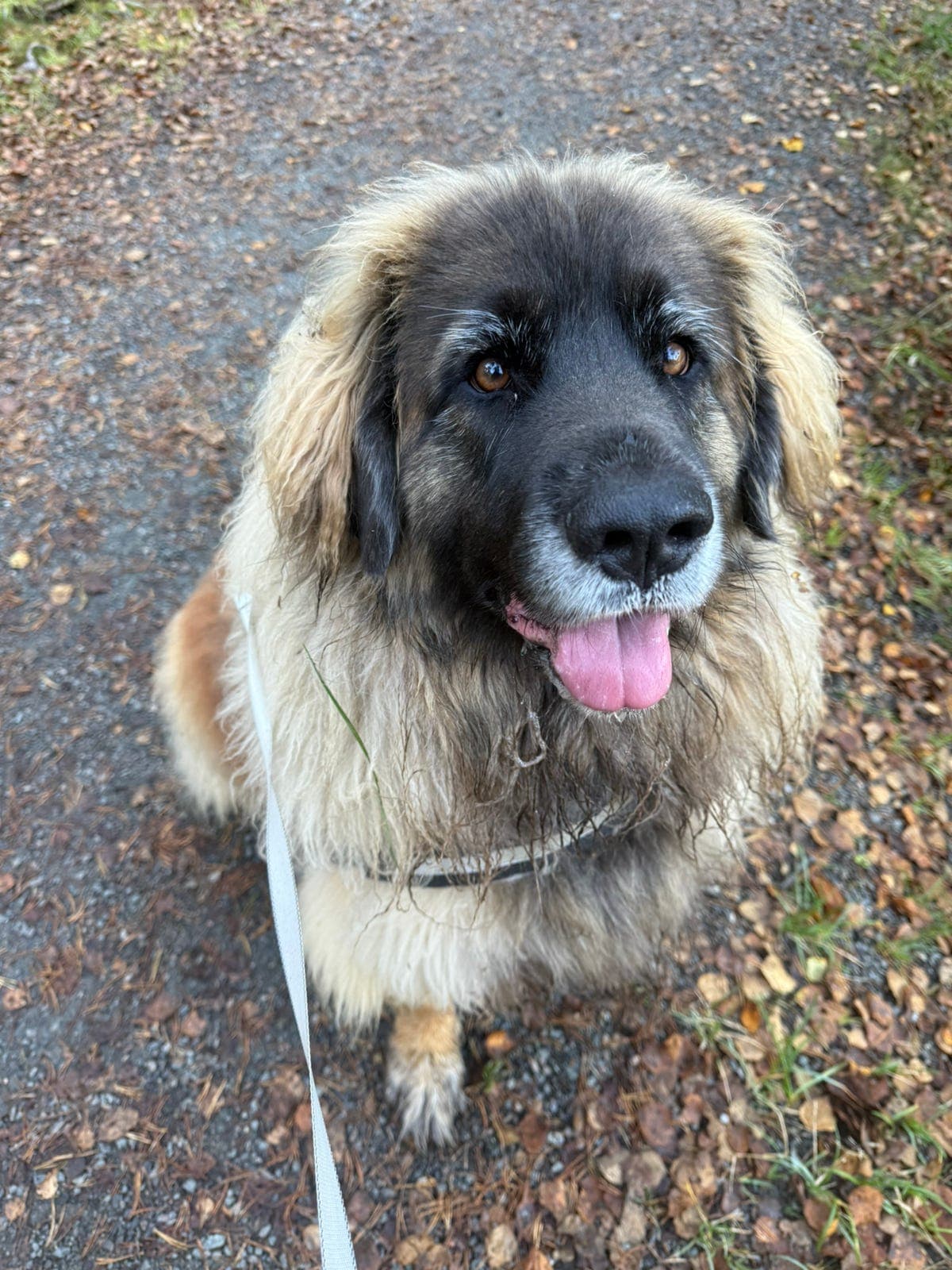 Verdens skjønneste leonberger vurderes omplassert
