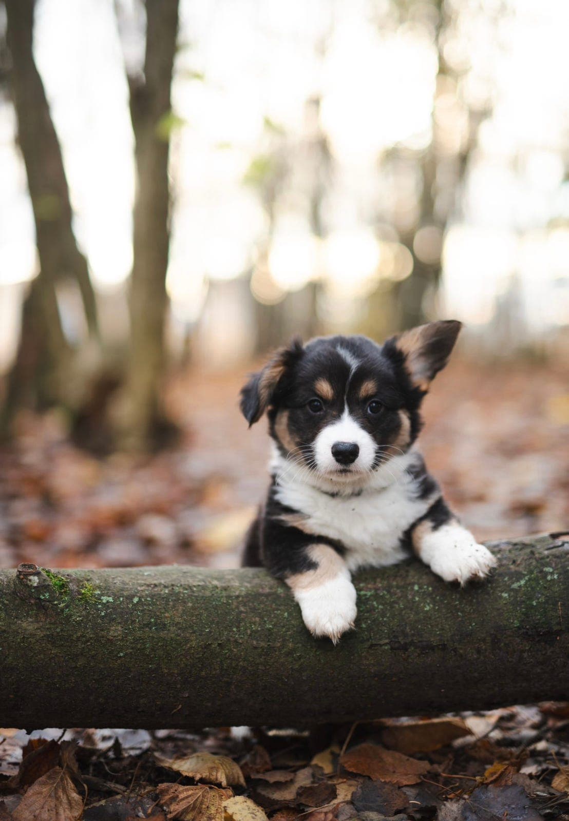 Welsh Corgi Cardigan hannvalper