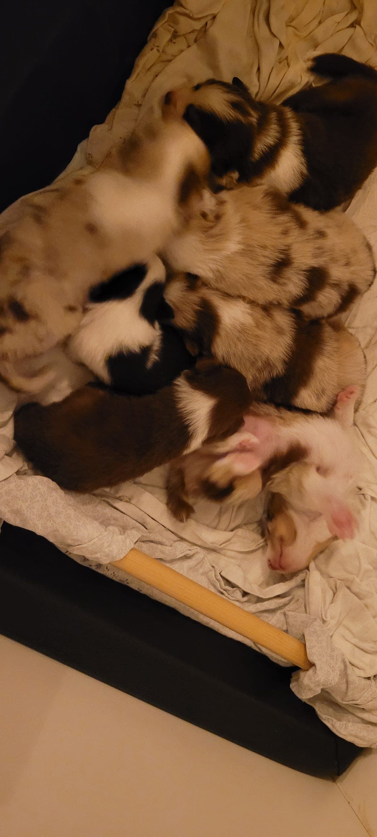 Australian Shepherd valper