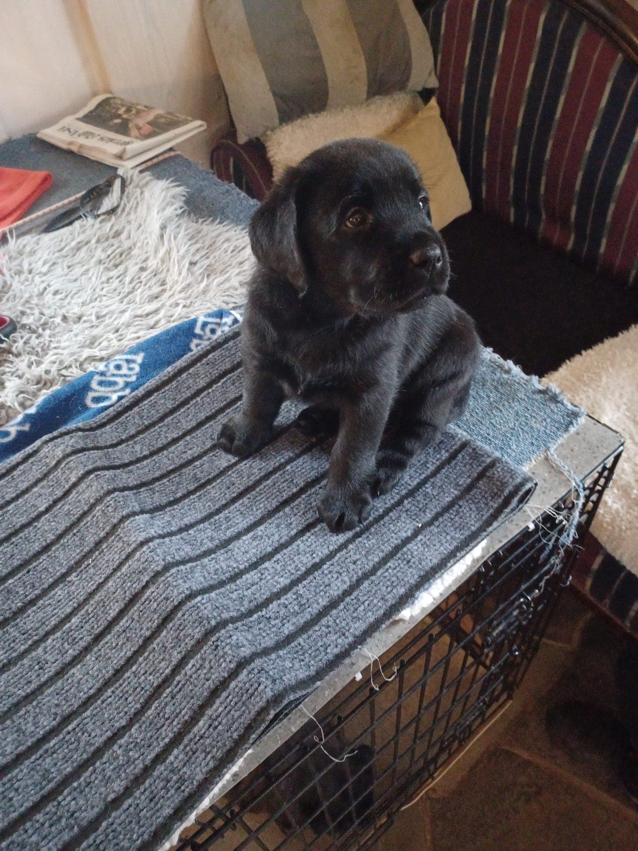 Labrador hvalper tilsalgs