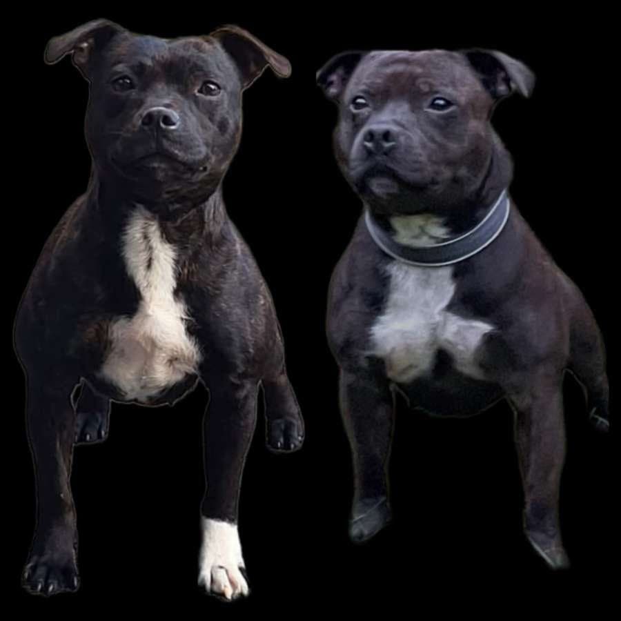 Staffordshire bull terrier valper