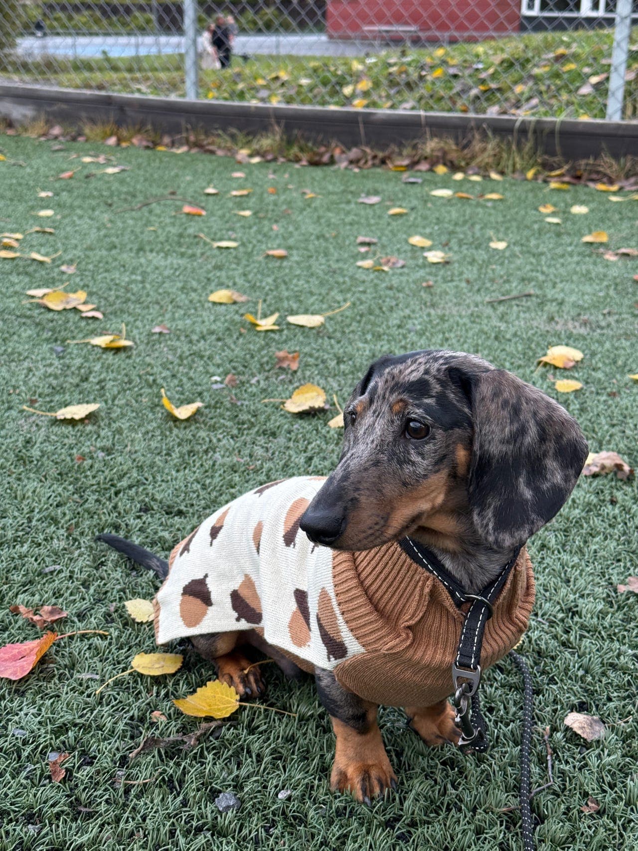 Omplassering av korthåret dvergdachshund