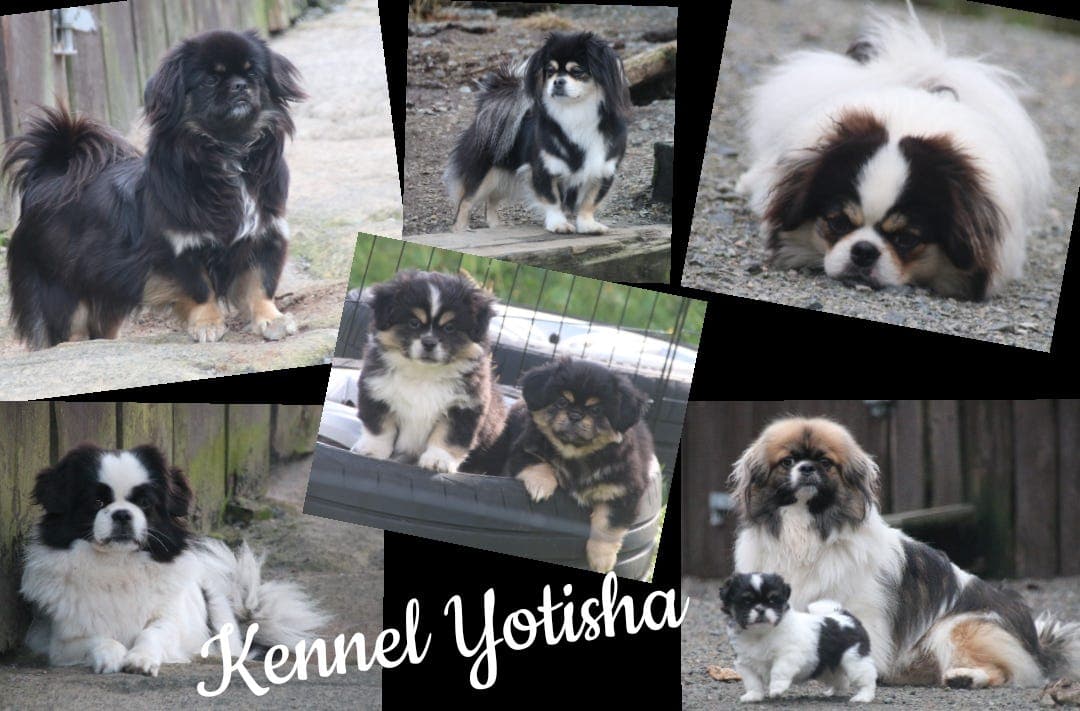 Tibetansk spaniel gis bort på avtale.