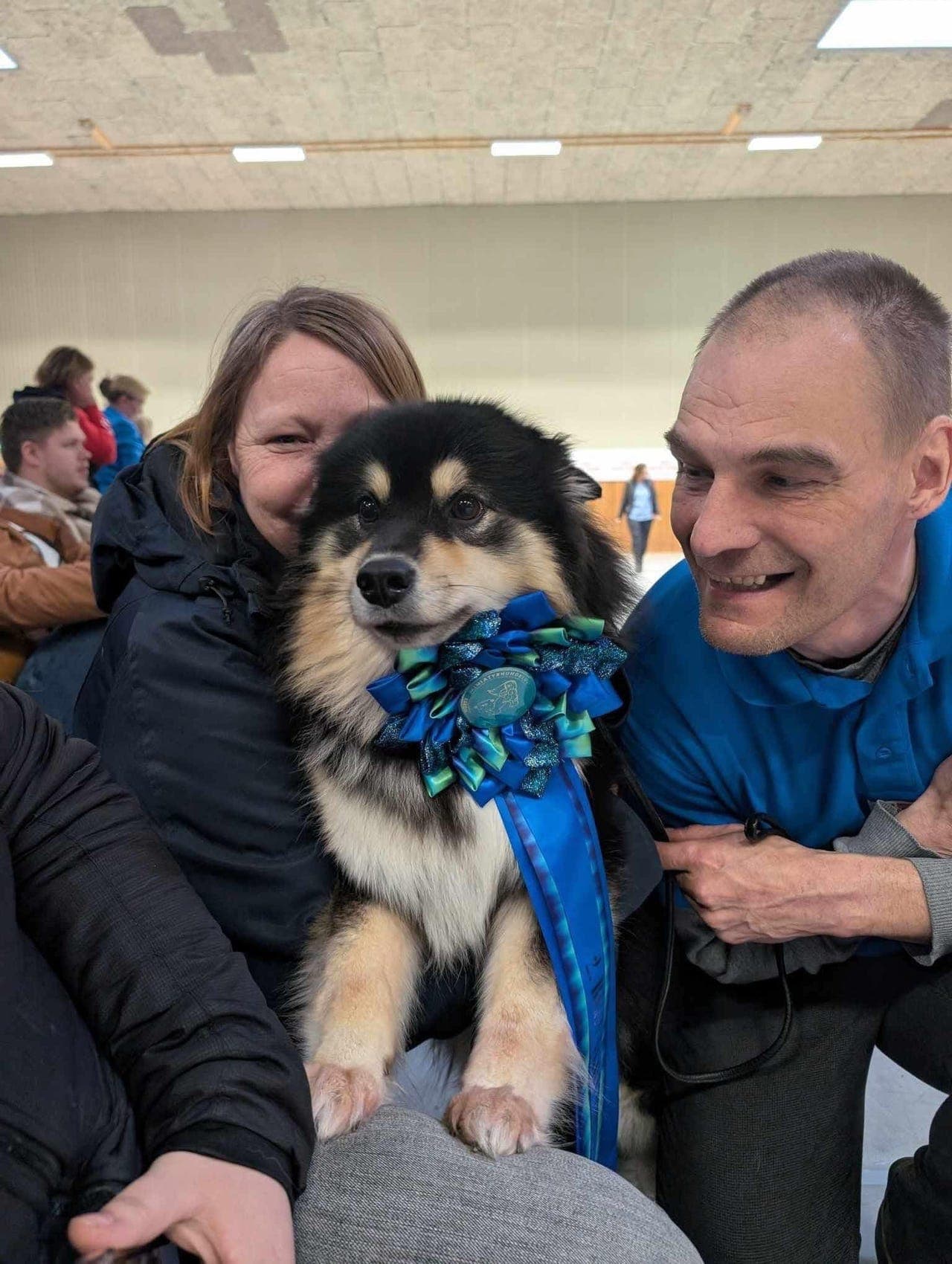 Voksen Finsk Lapphund