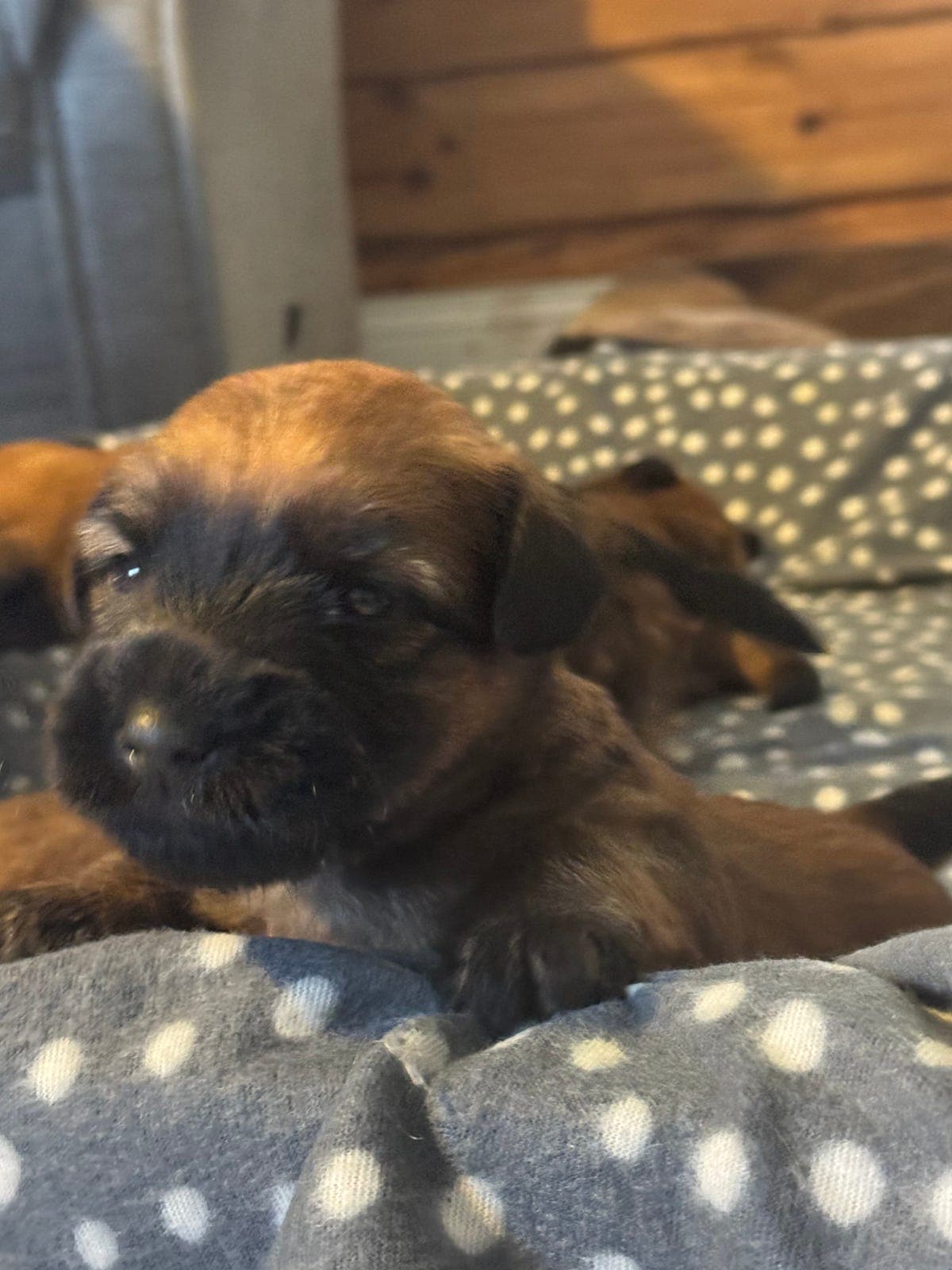 Irish softcoated wheaten terrier