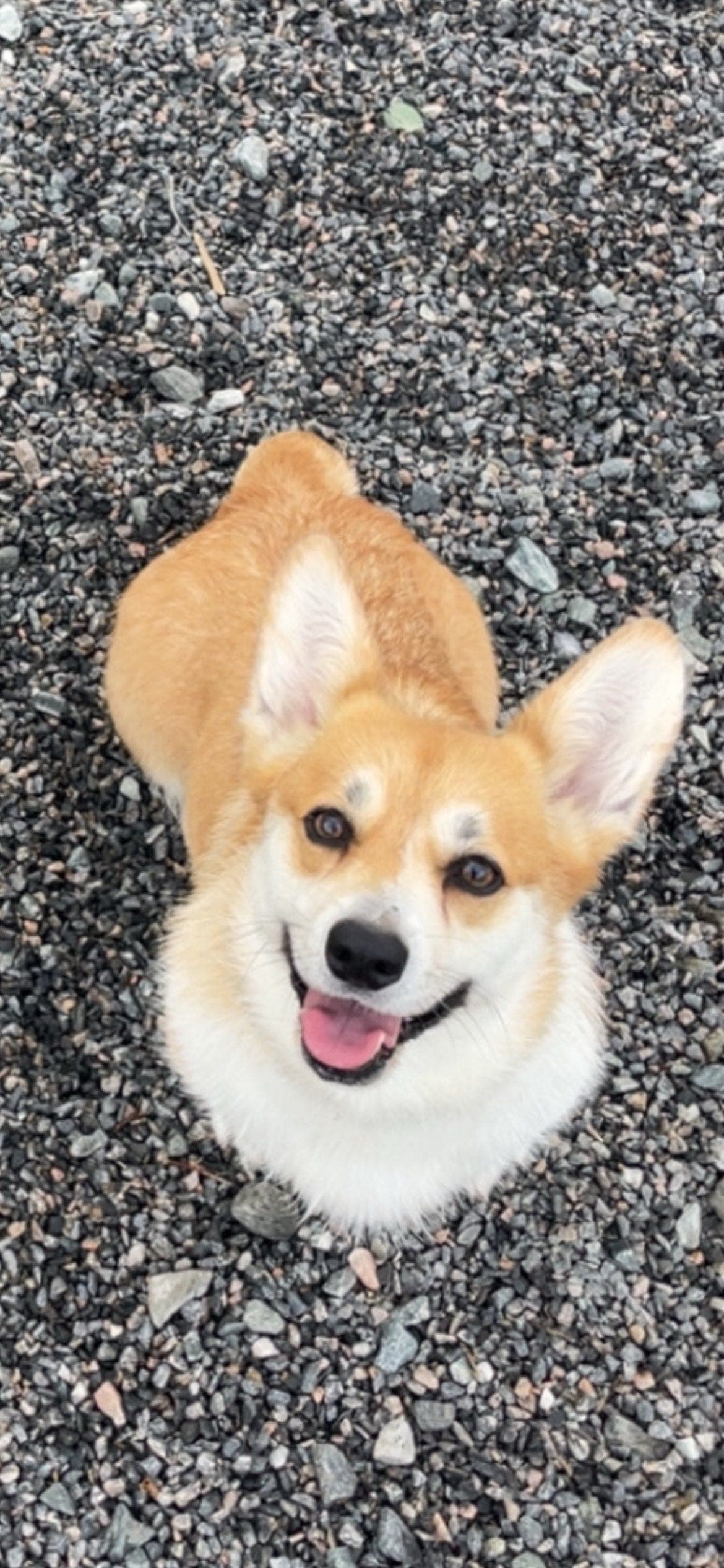 Nydelig corgi pembroke tispe