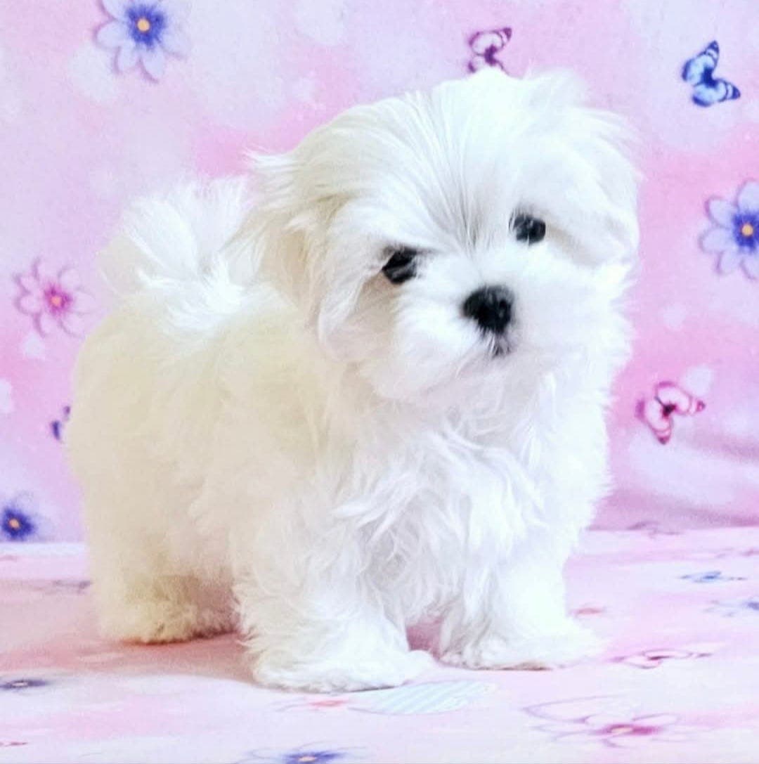 Nydelige malteser valper