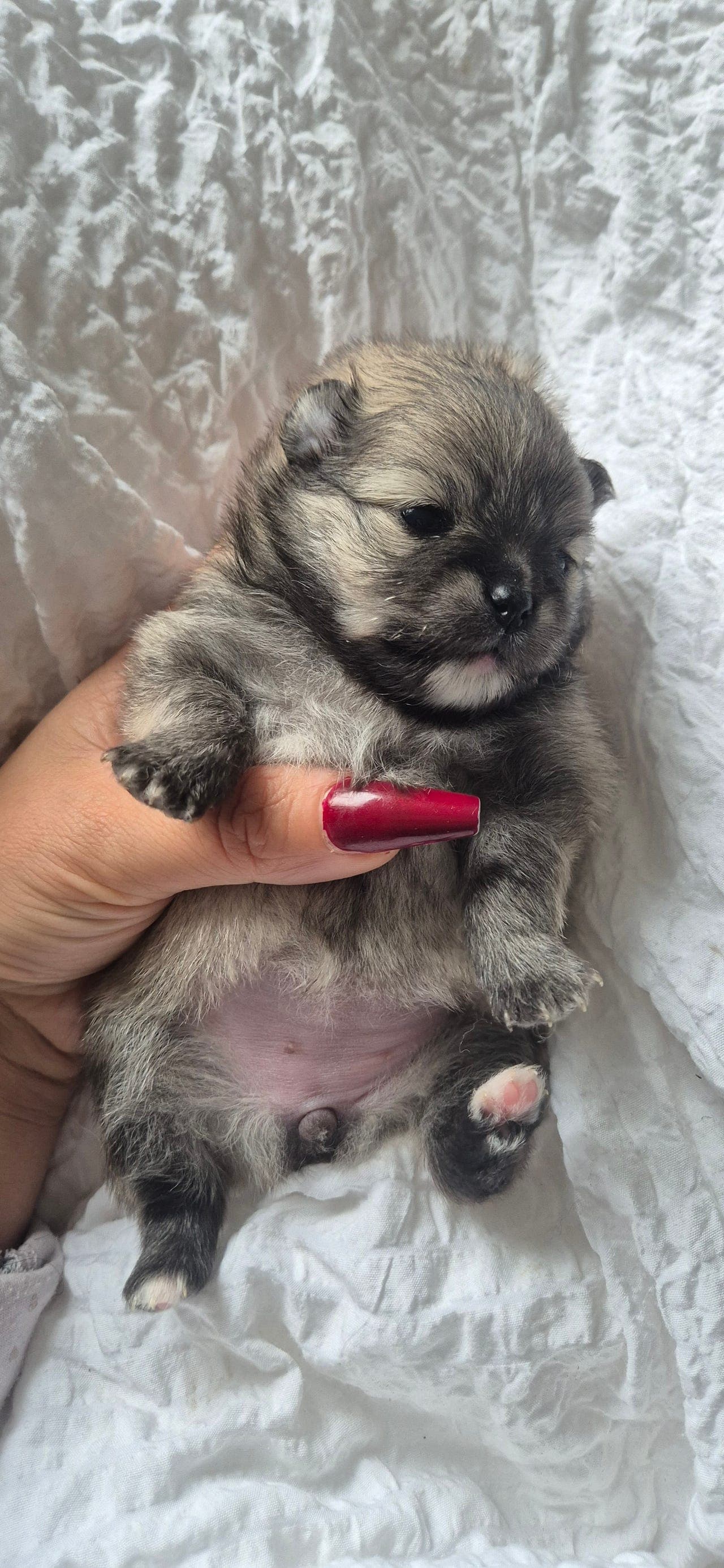 Pomeranian valper – leveringsklare 3. desember 🎄