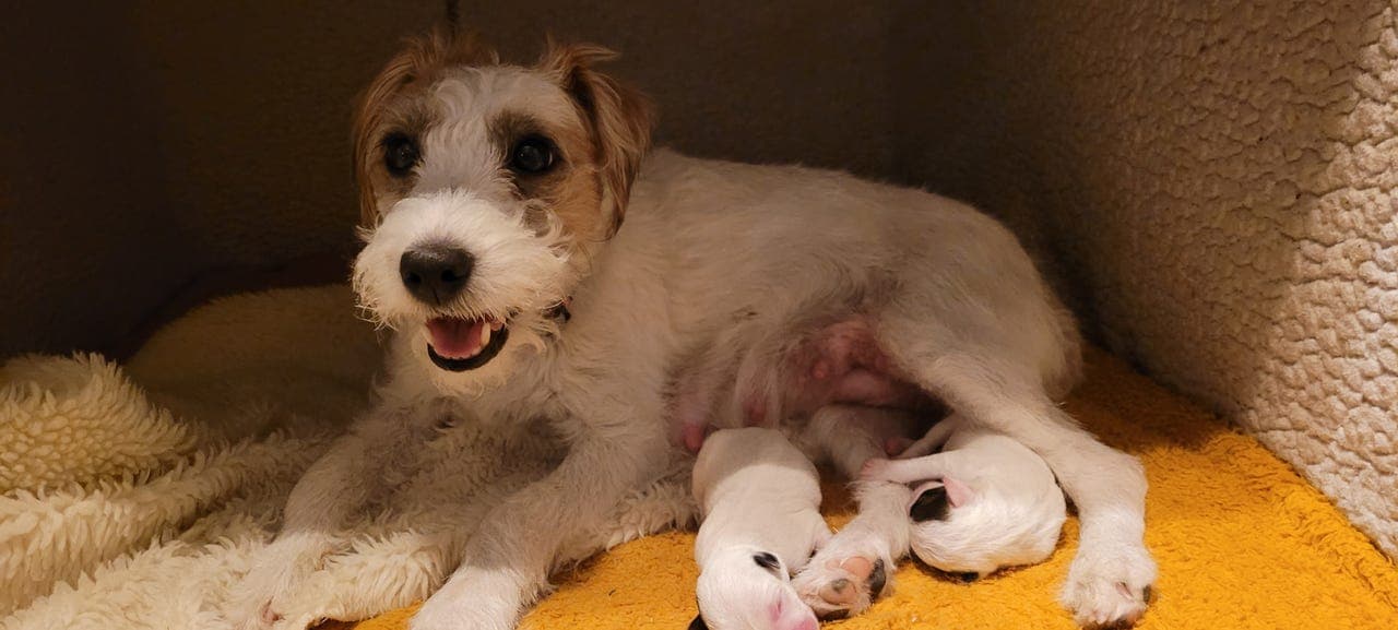 Parson Russell terrier