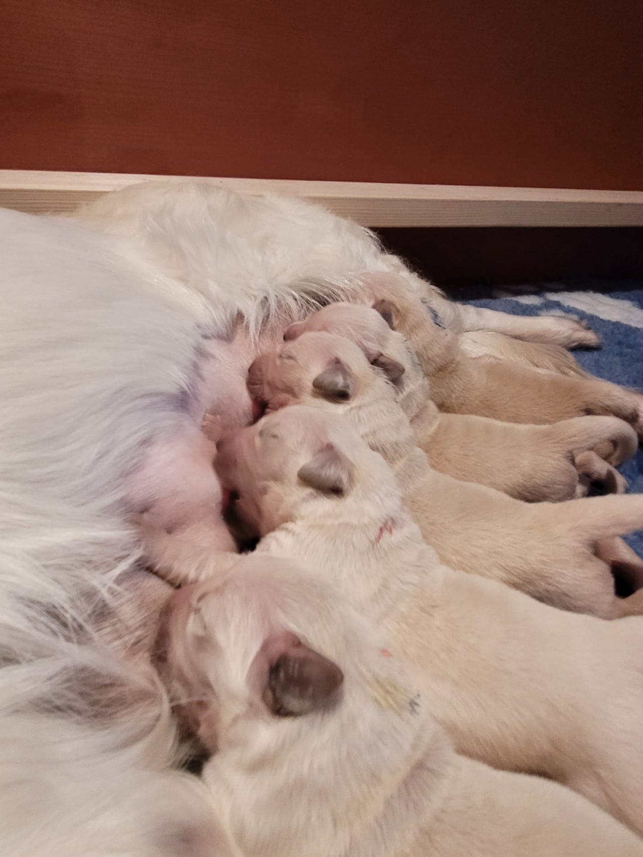 Golden retriever valper