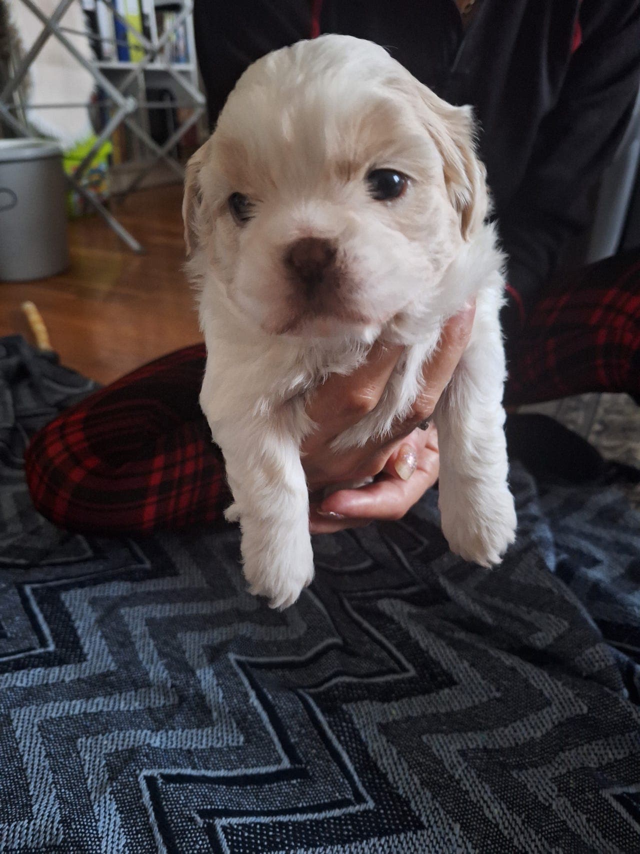 Shih tzu valper søker trygge og kjærlige hjem