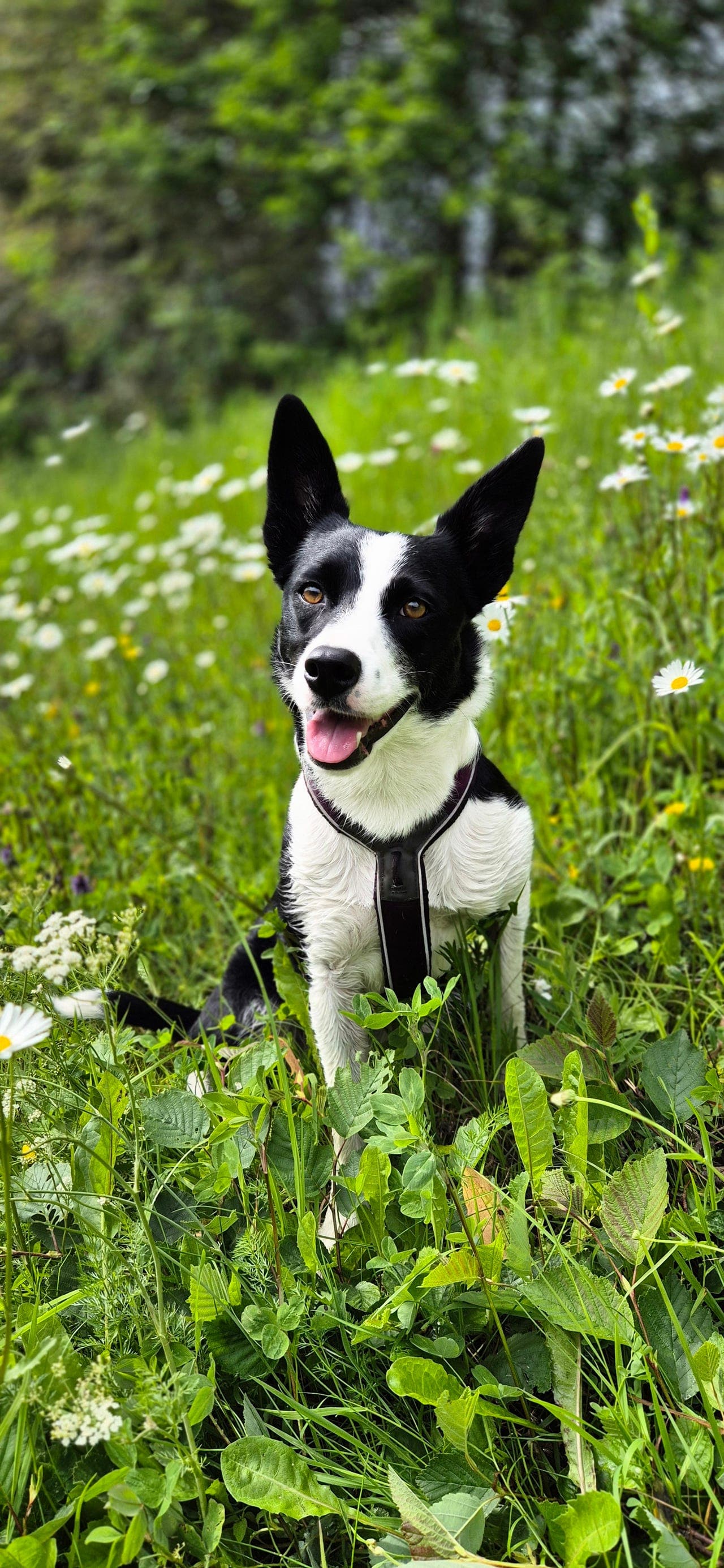 Avlastningshjem for Milliemor søkes