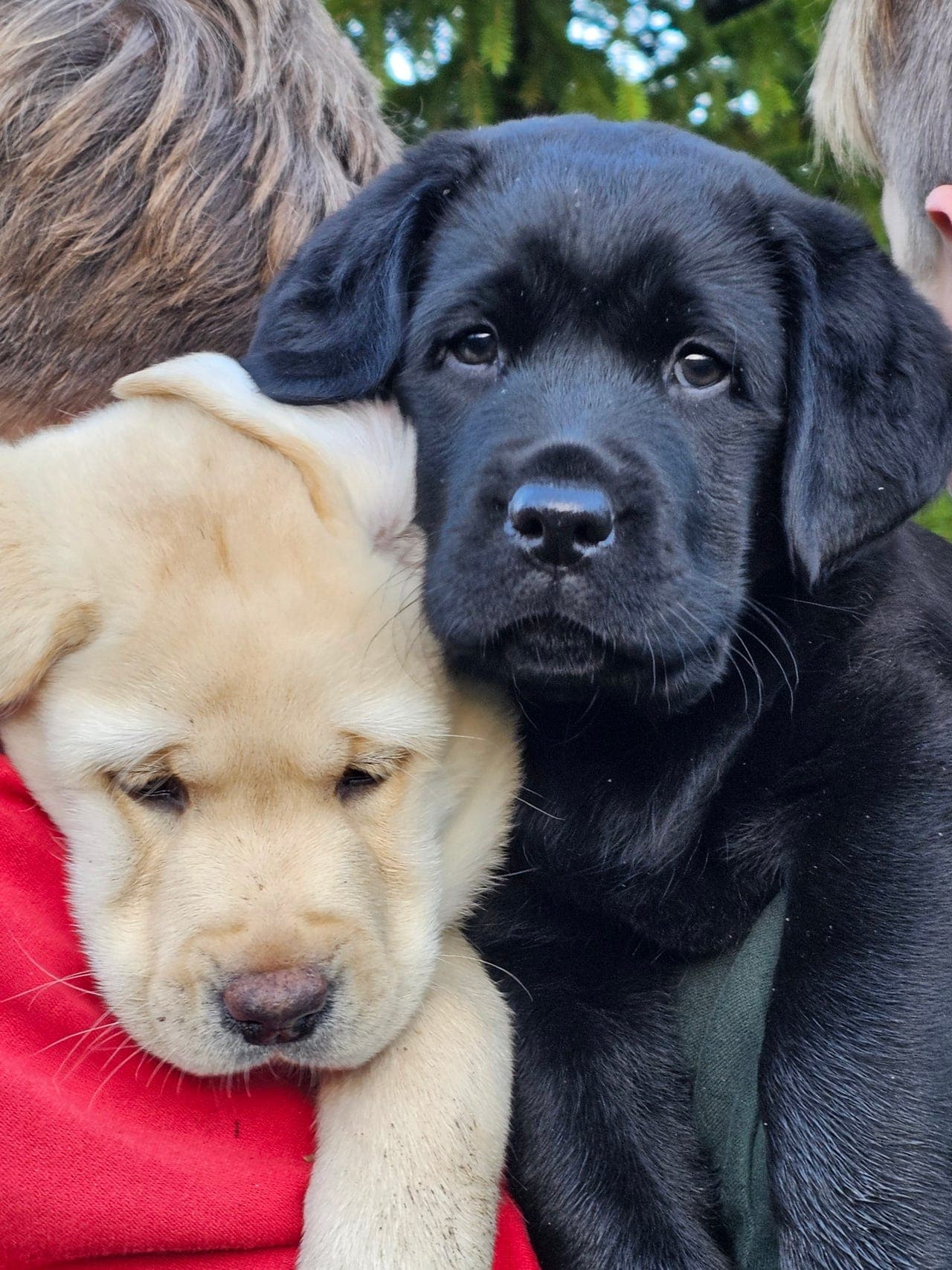 Labrador retriever valper NKK registrerte