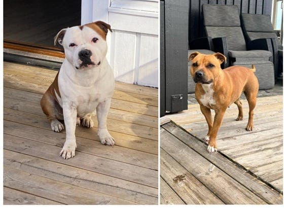 Staffordshire bull terrier valper til salgs