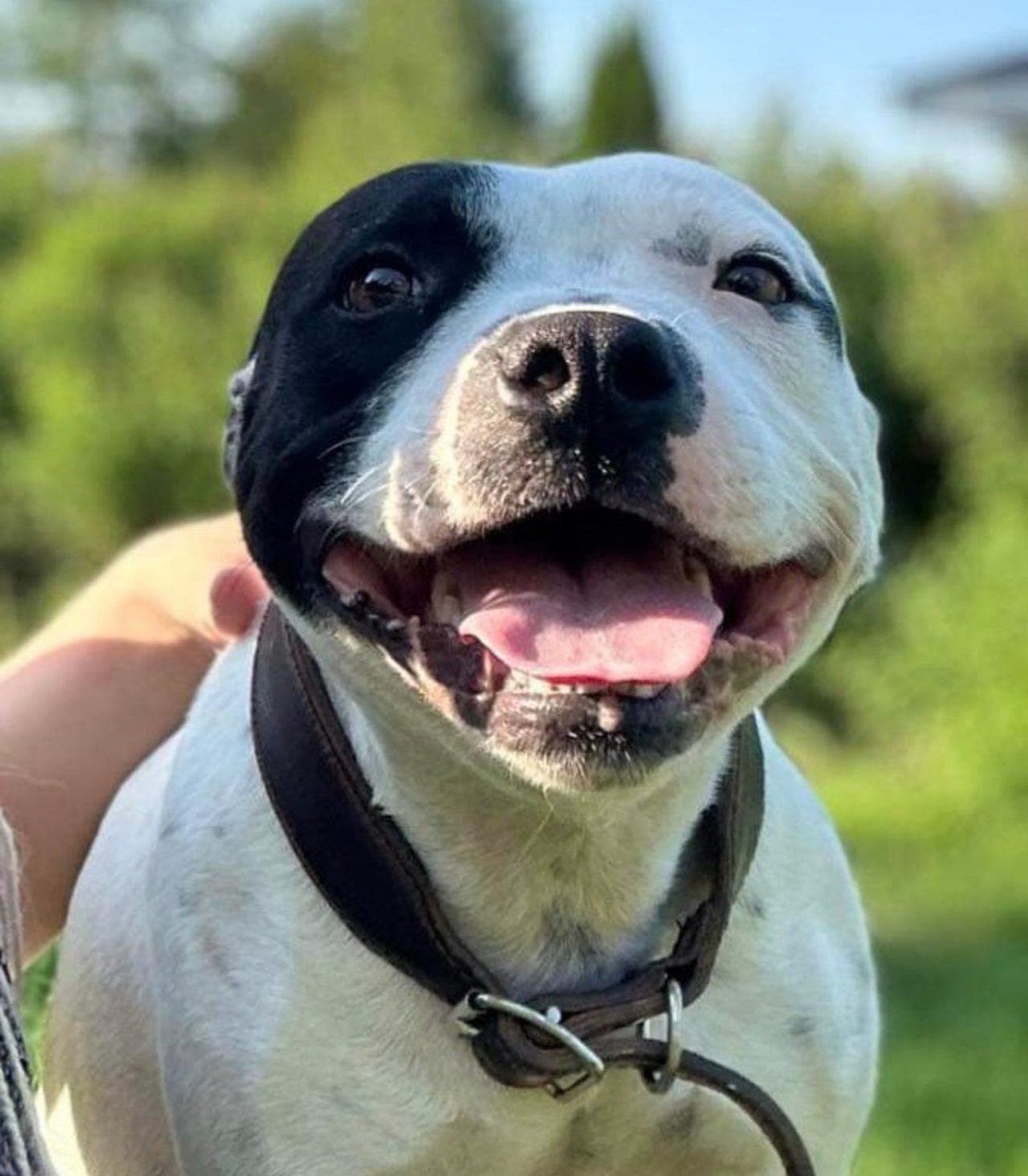 Stafford bull terrier