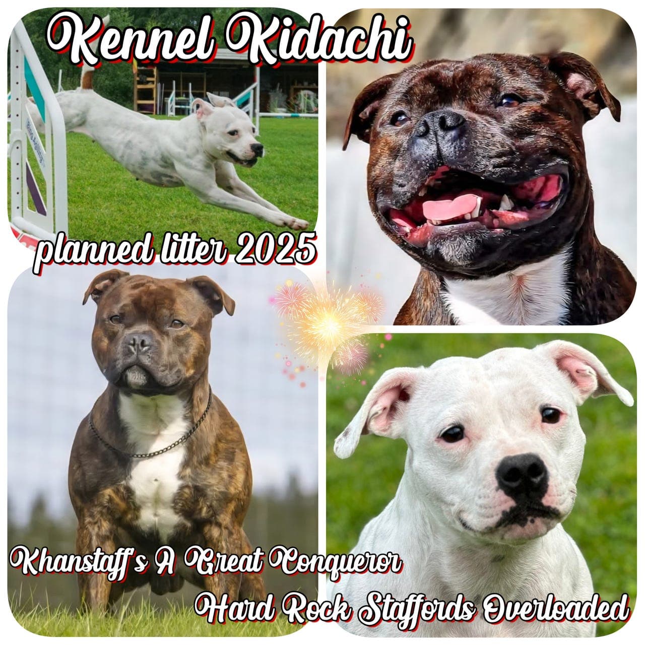 Kennel Kidachi håper på valper i slutten av 2025