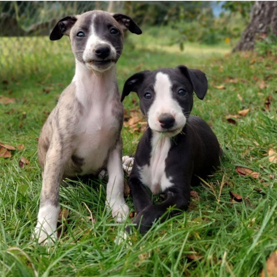 Herlige whippet valper