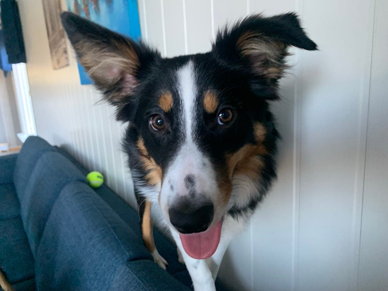 Border collie selges - flere bilder kommer