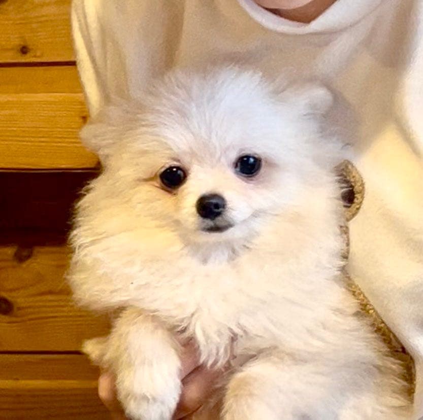 Nydelig Norskfødt Mini Pomeranian tispevalp