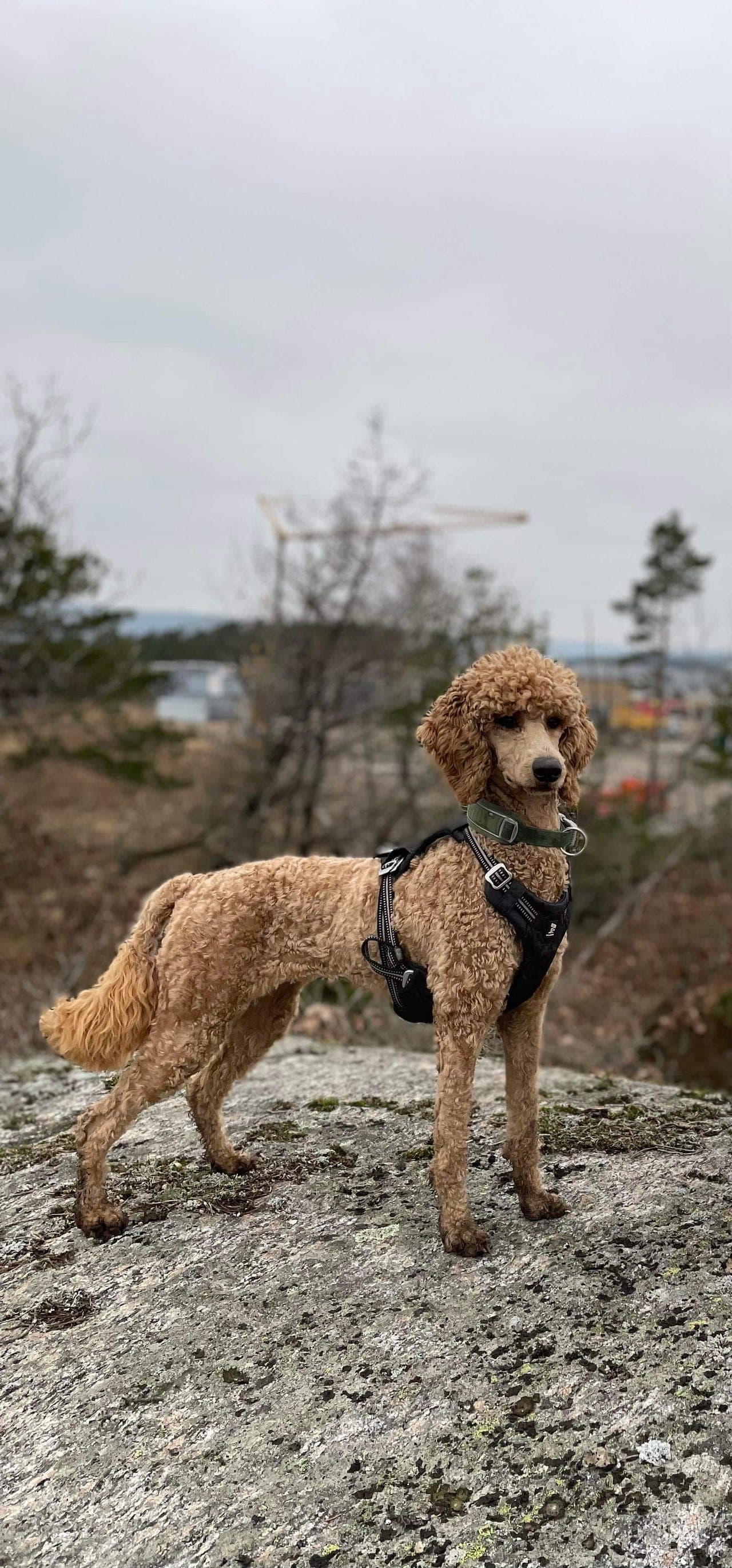 Nydelig storpuddel trenger nytt hjem