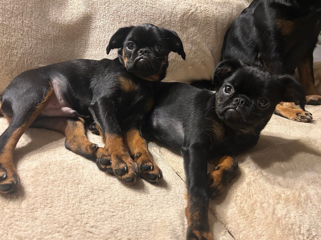 Petit brabancon valper