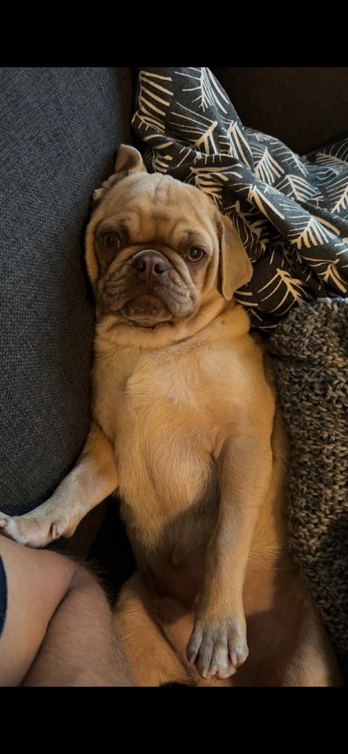 Femstjerners forvert-hjem søkes til mops (gutt)