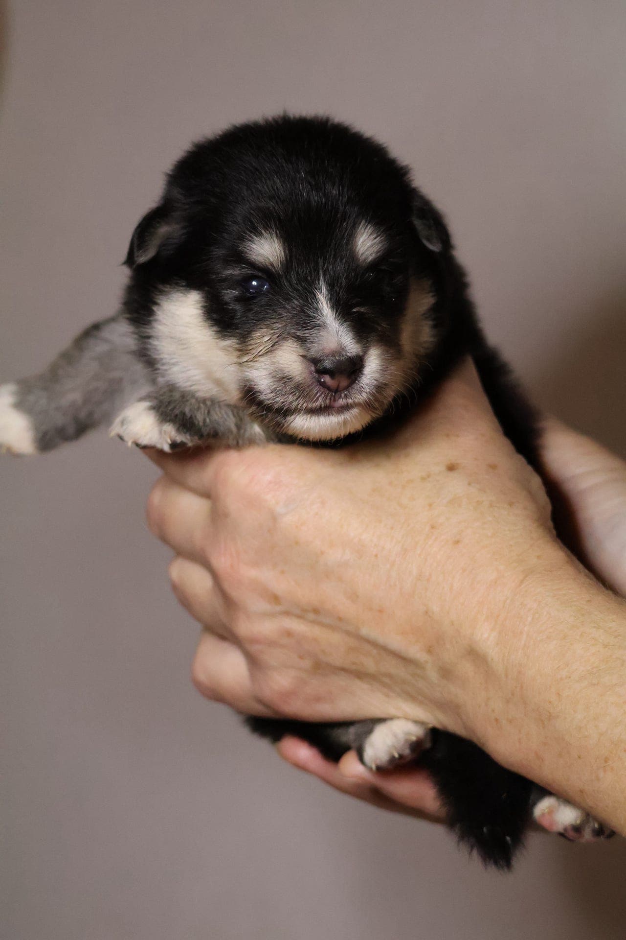 Forvert/deleie søkes til finsk lapphundvalp
