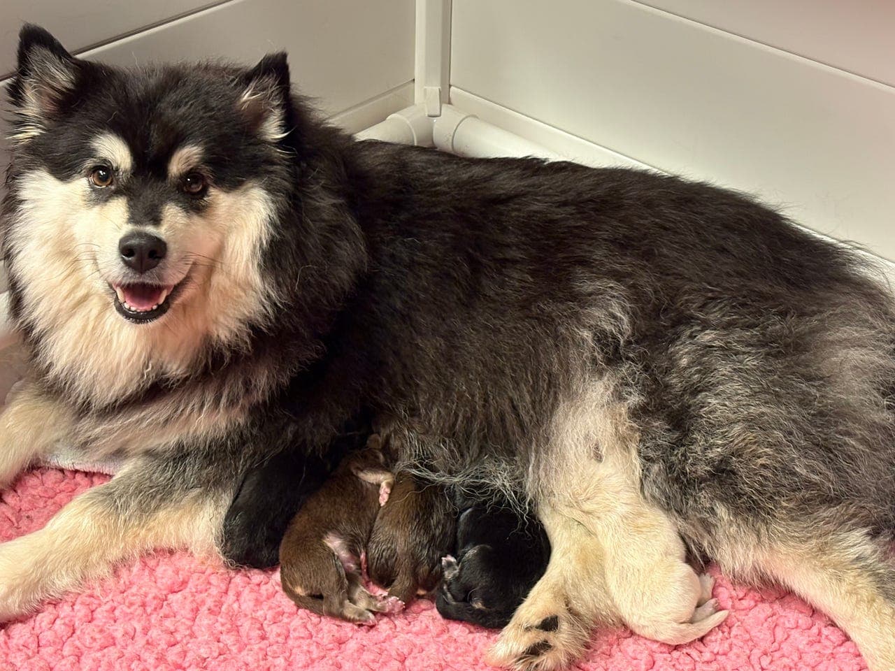 Finsk lapphundvalp til salgs