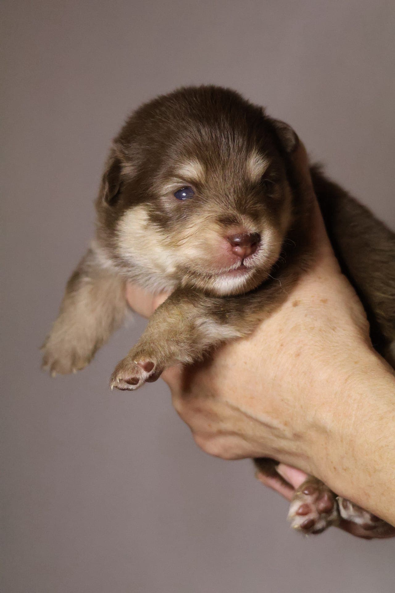 Finsk lapphundvalp til salgs