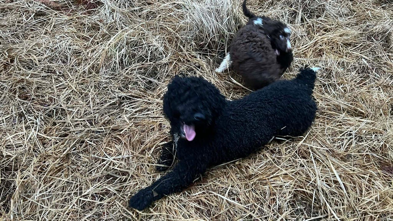 Spansk vannhund hann søker forvert