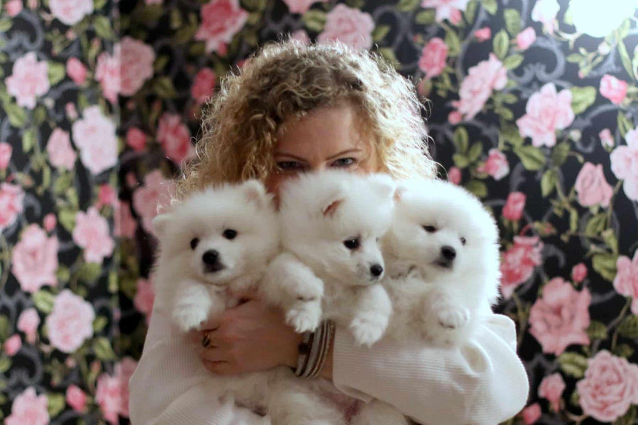 Valper til japansk spisshund til salg