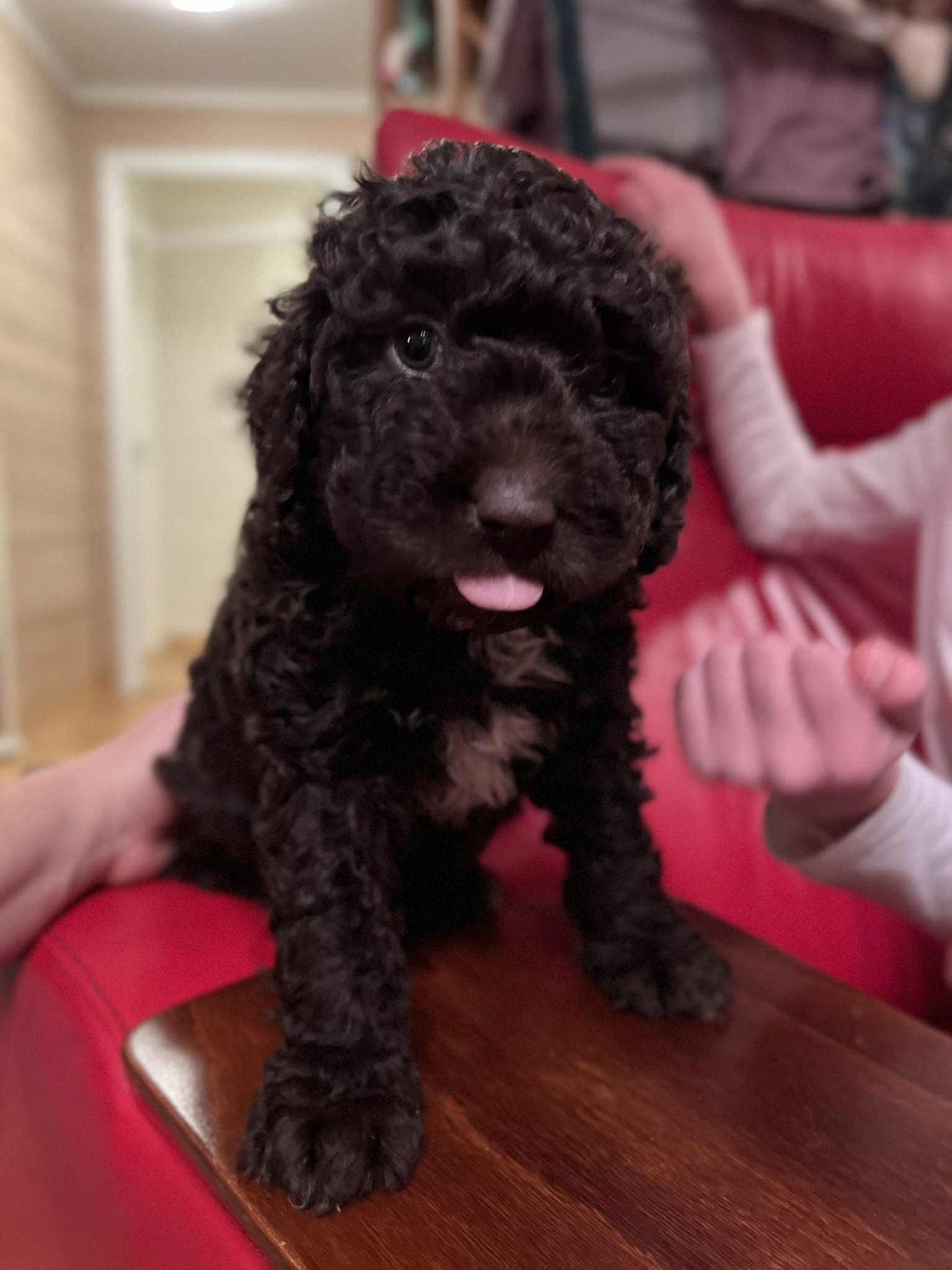 Spansk vannhund valper ❤️