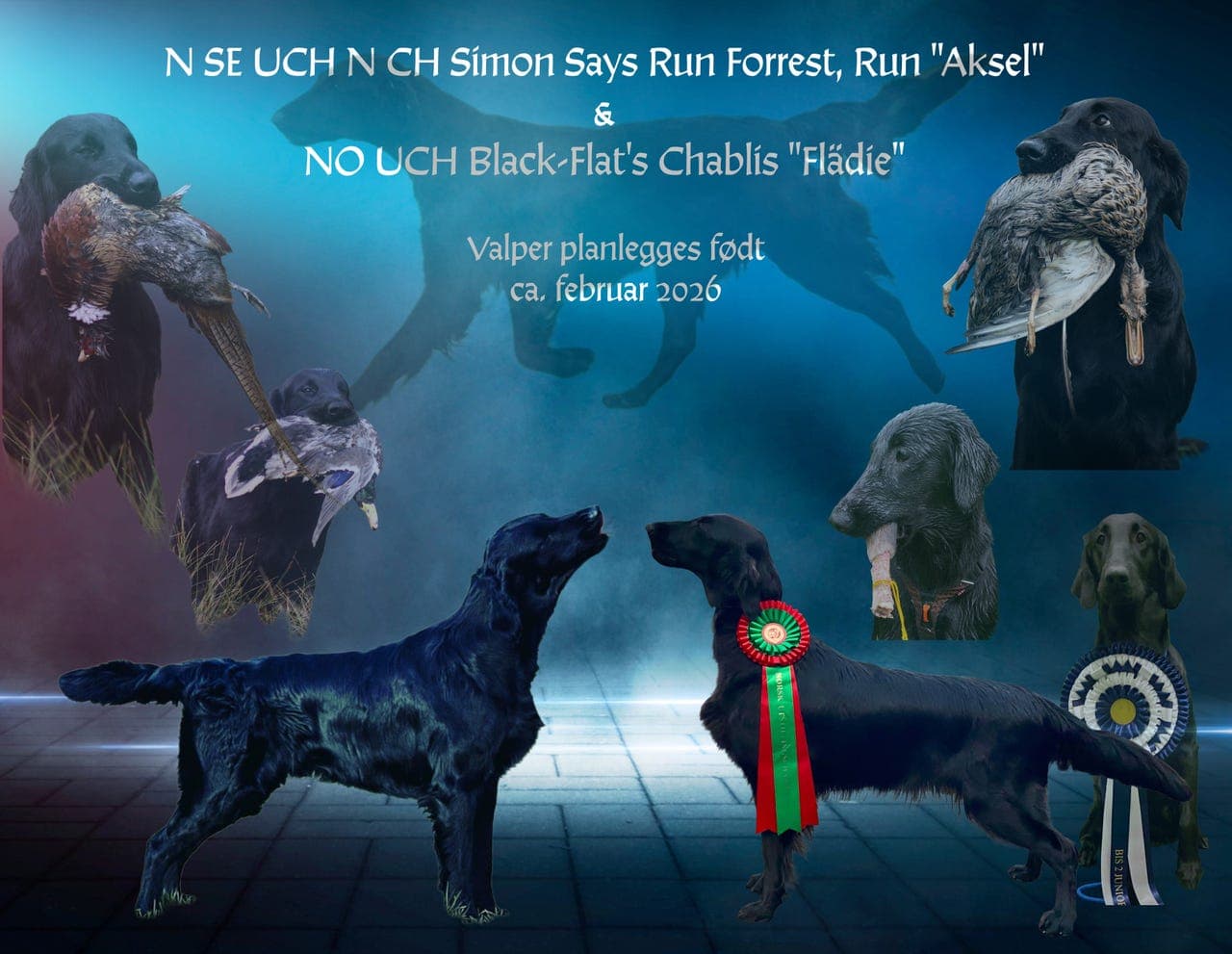 FLAT COATED RETRIEVER valper