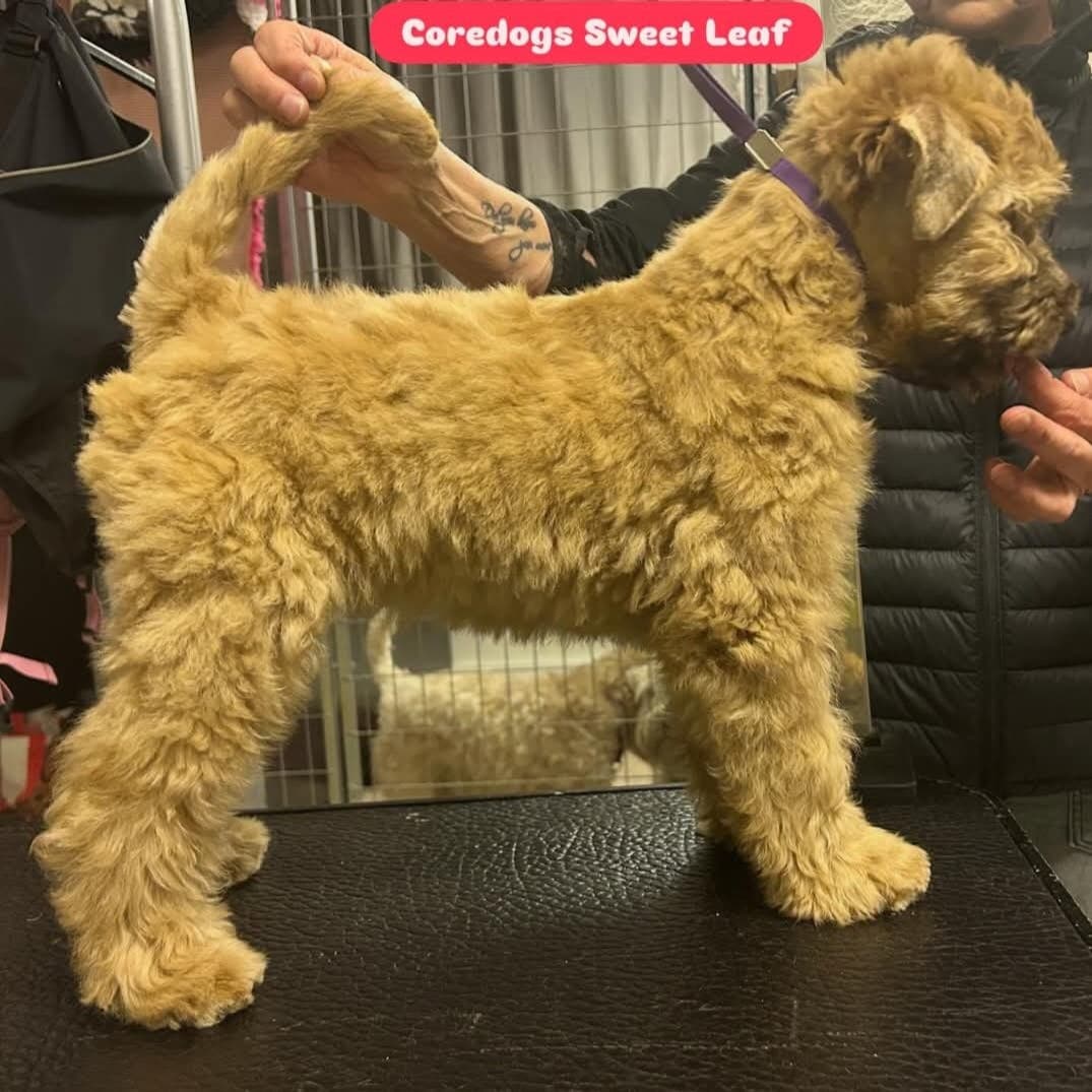 Irish Soft Coated Wheaten Terrier 2 valper, hanne Mr.Crowley og tispe Sweet Leaf