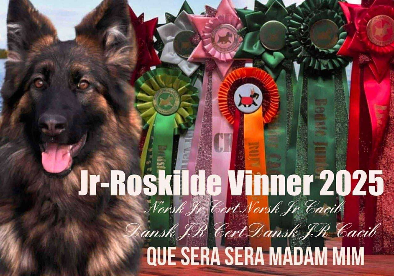 Rå lekker- langhåret schäfer tispe 18 mnd