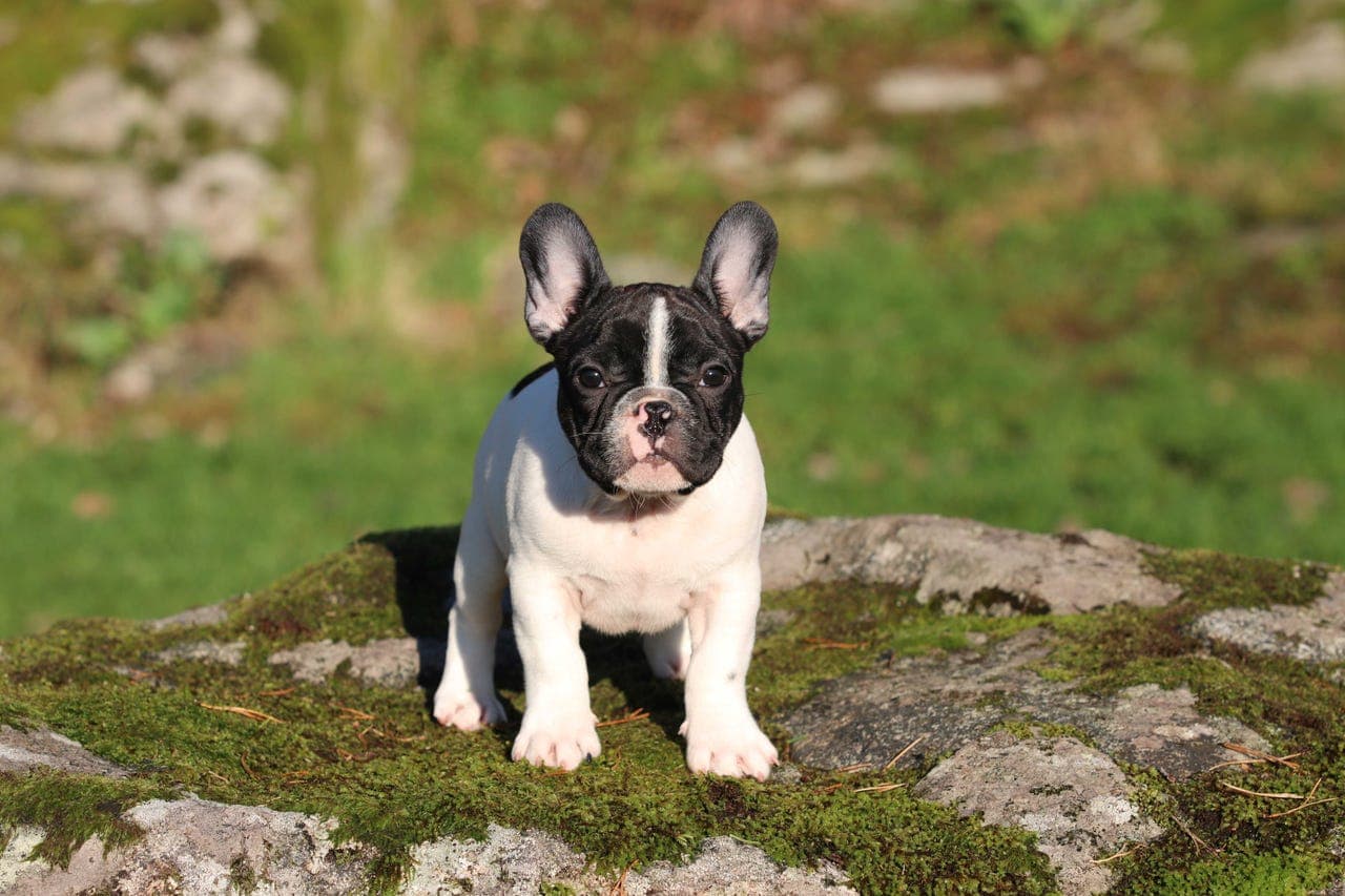 Karl-Bertil de Molosse Antique - Fransk bulldog