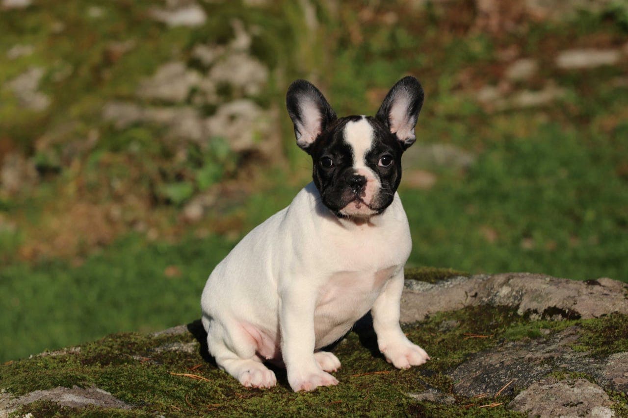 Knurreliten de Molosse Antique - Fransk bulldog