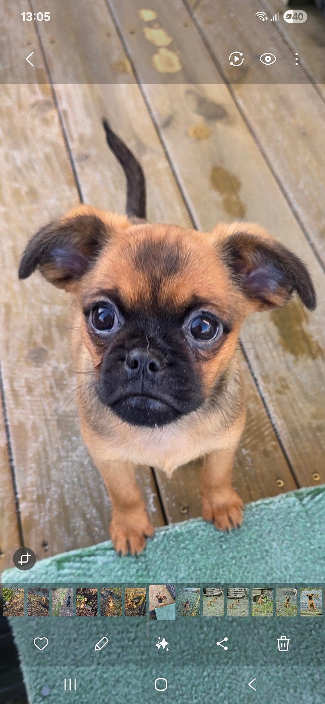 Vakker sjarmør klar til levering.