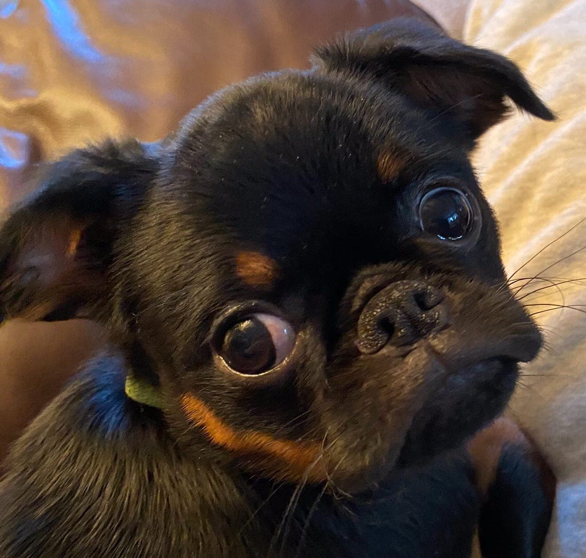 Petit brabancon gutt