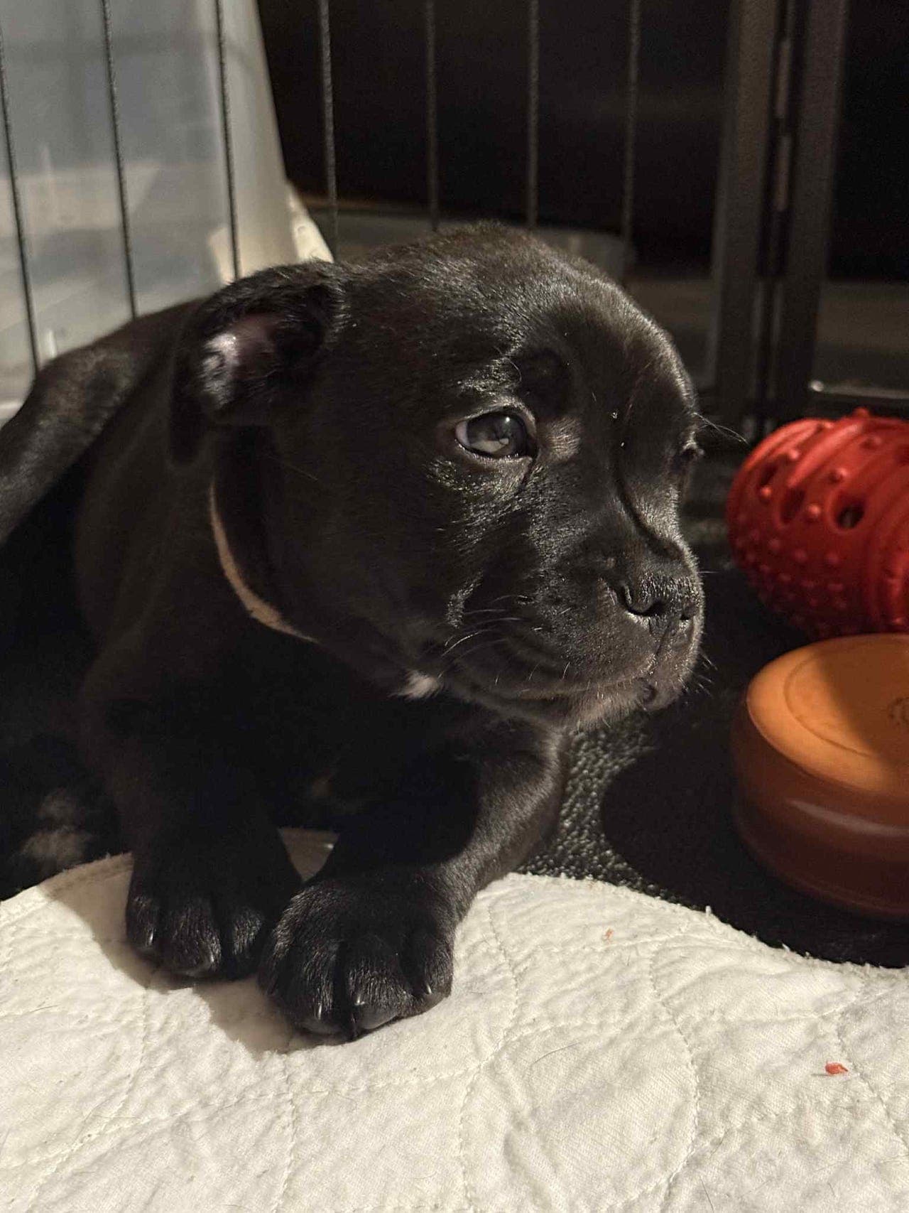 Staffordshire bull terrier valper